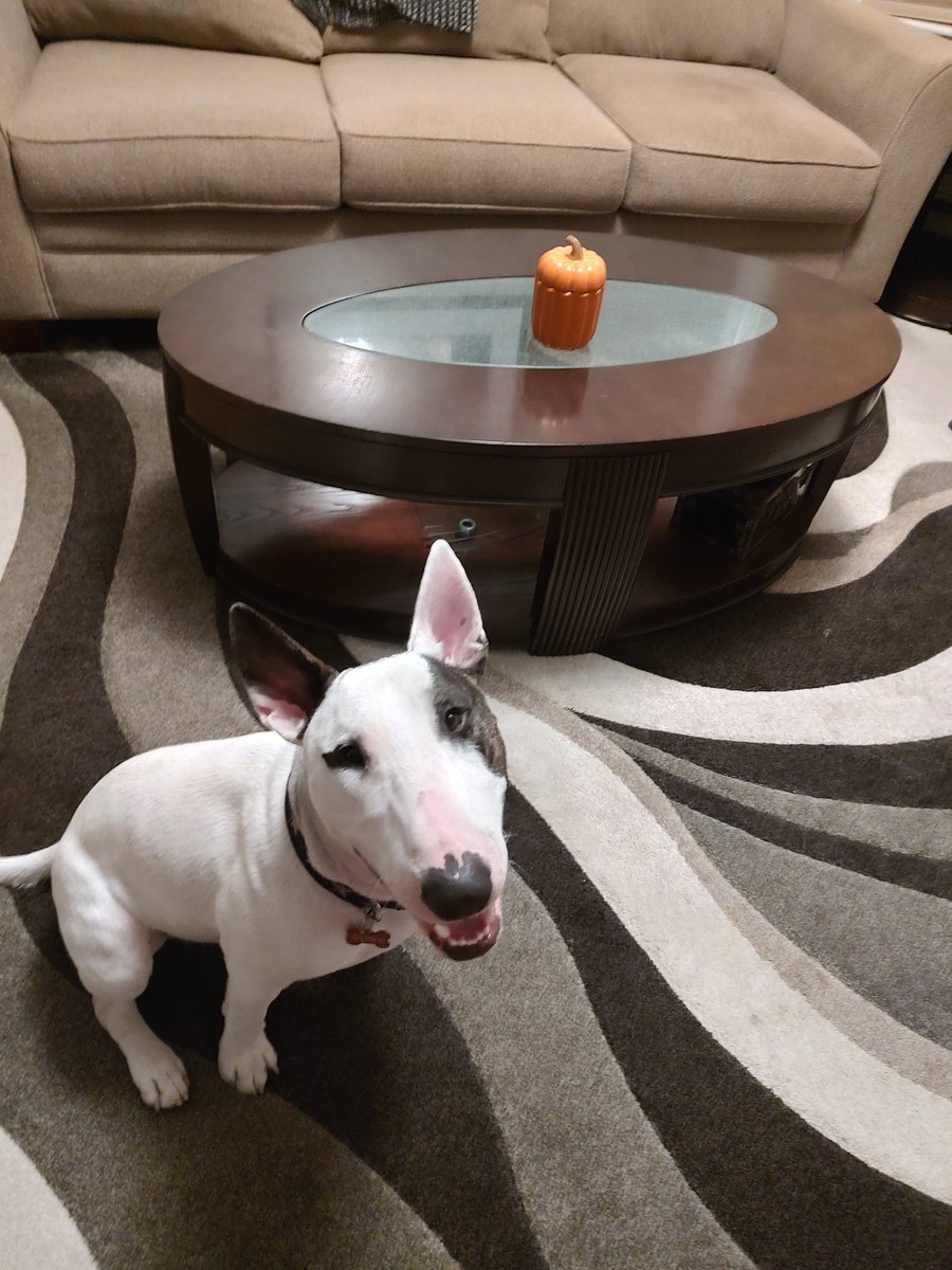 rexthetvterrier's tweet image. Had a nap and now I&apos;m watching #48Hours @48hours 
#Spike