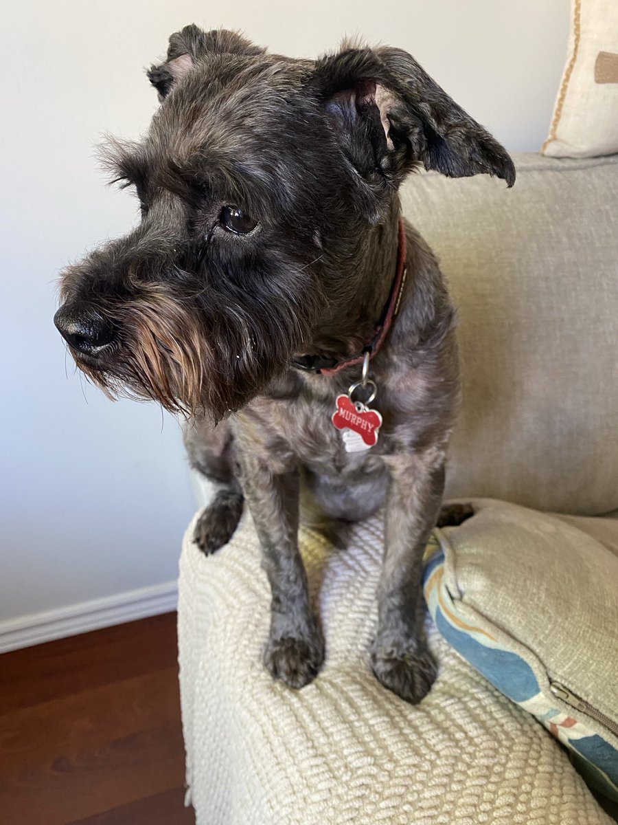 Jdavis_Halton's tweet image. When you are convinced your best buddy will be home shortly… but he’s gone longer than you thought. #dogs ❤️ 🐾