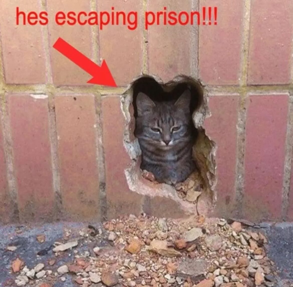 Punch Cat (@punchingcat) on Twitter photo 