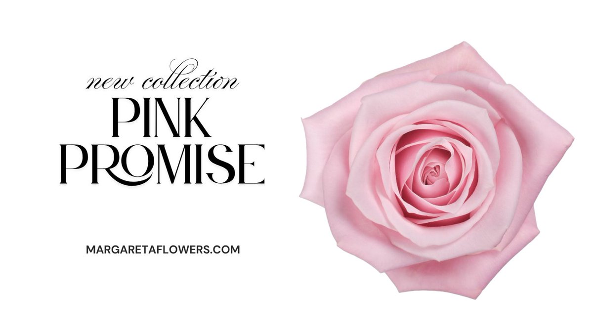 RosesEcuador's tweet photo. 🌸 New Collection: Pink Promise 🌸
Meet our delicate Pink Promise roses in soft light pink — elegance and romance in every bloom! 💐 MargaretaFlowers 
✨ Tell us — what occasion would you use Pink Promise for? Comment below!

#WholesaleFlowers #rosesecuador https://t.co/gNcjUtWdgG