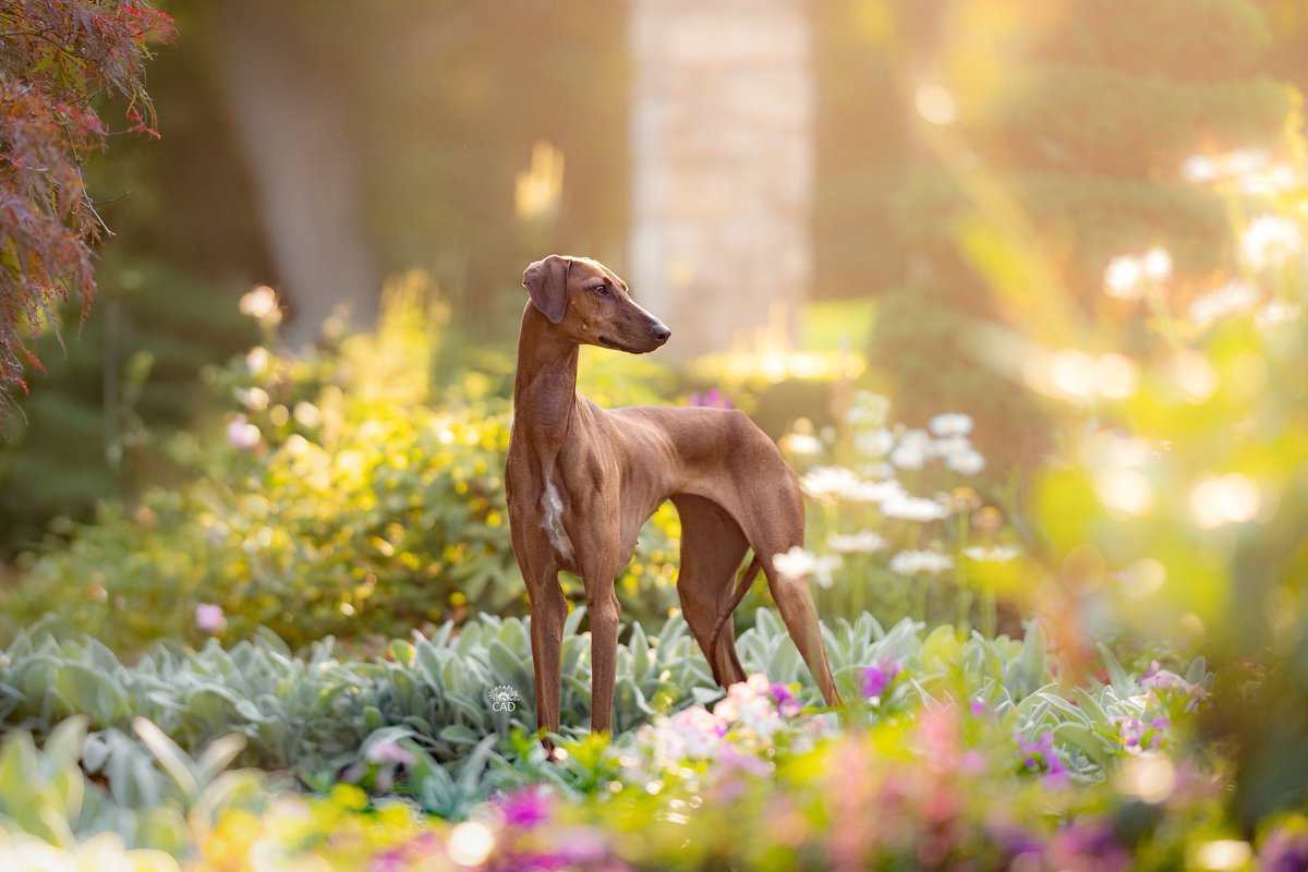 TwoMares's tweet image. She is literally a faerie and she lives in my house 🥰