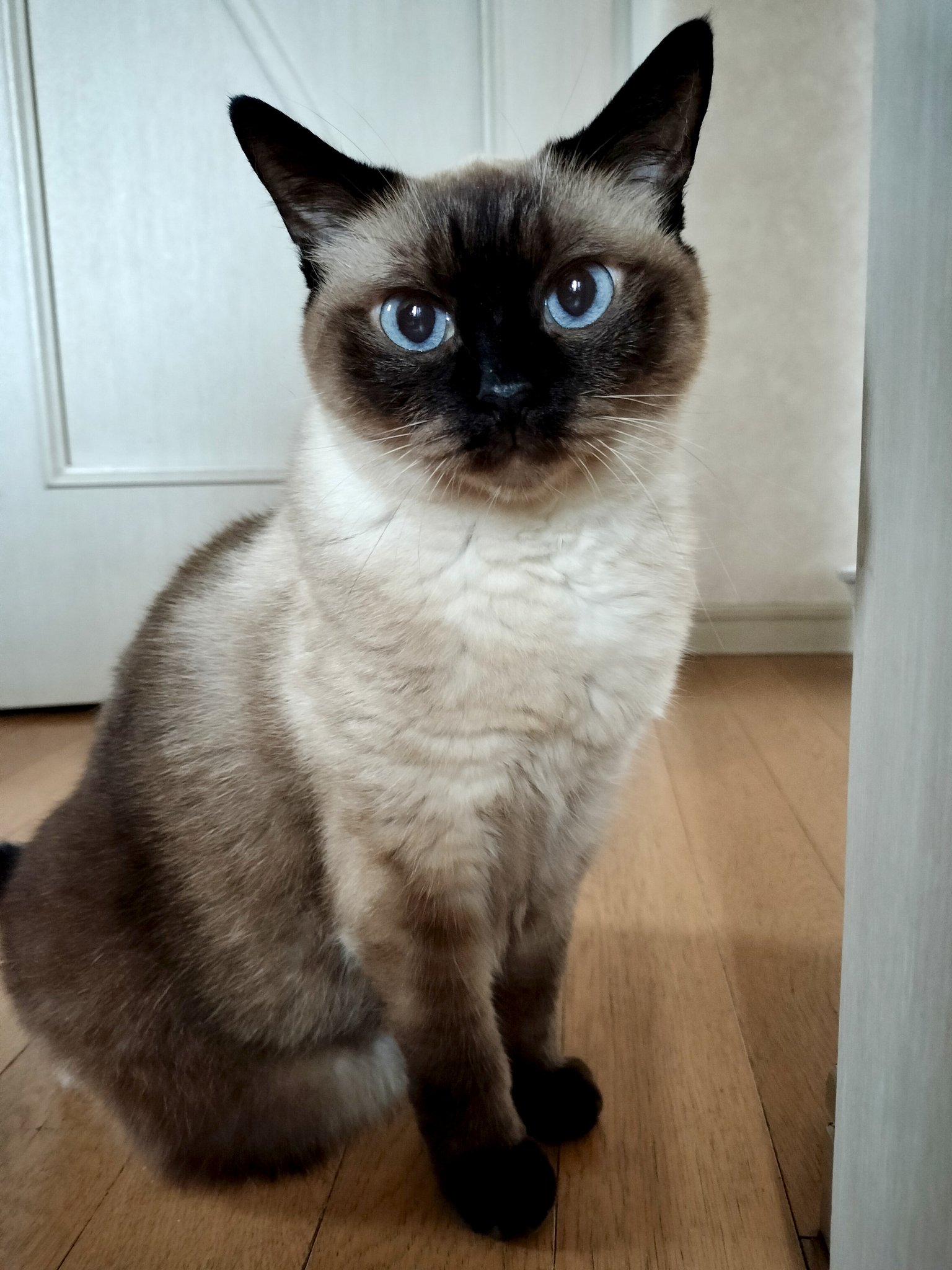 猫門天 on X: 
