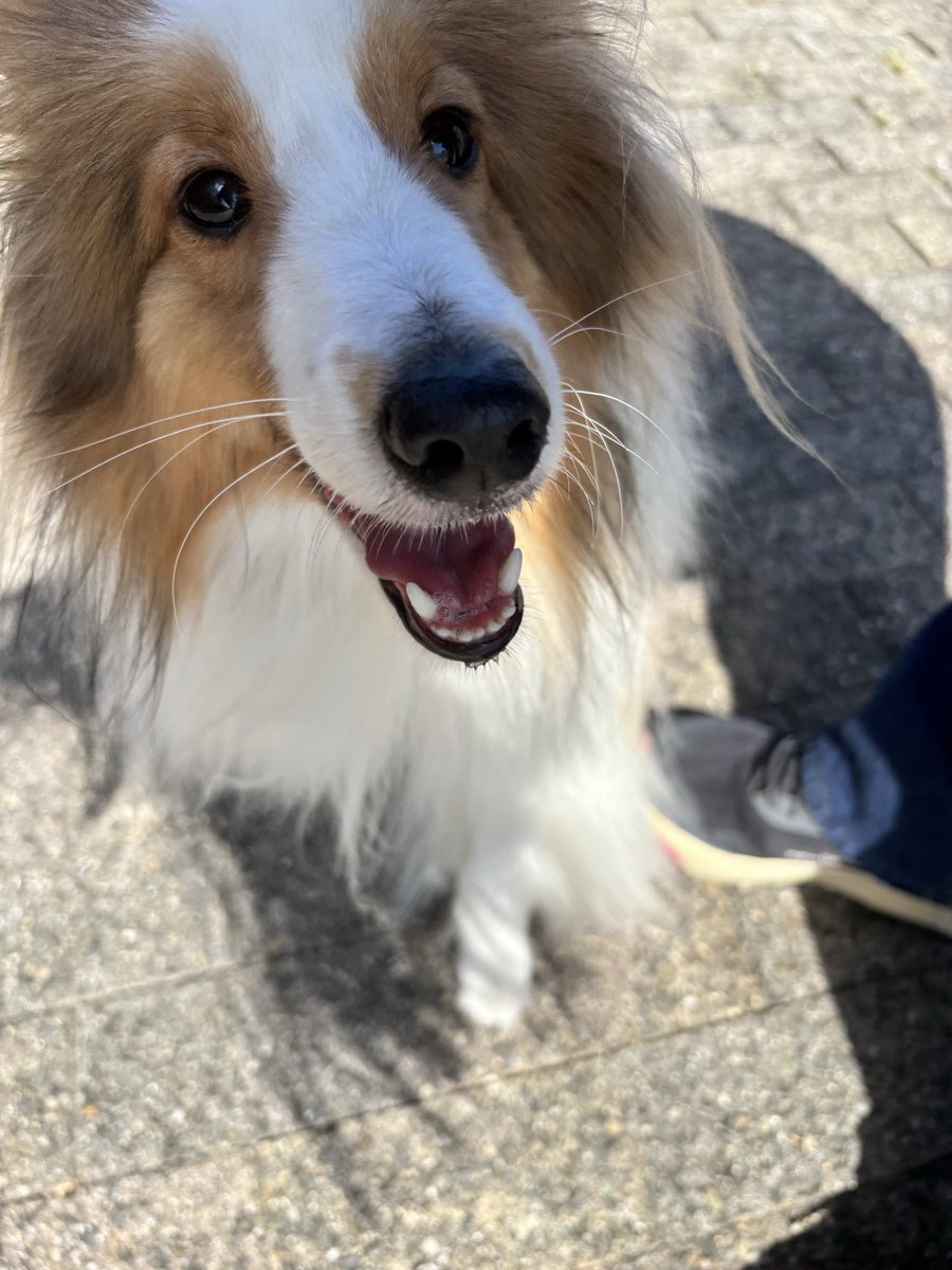 ノーベル犬賞を受賞しました。うどんです。全ての命に優しさが溢れる世界になりますように🐶