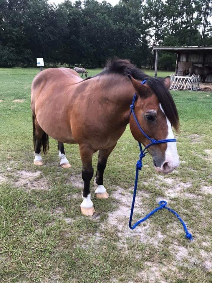 ProTurfSolFL's tweet image. Meet Meatball!

Meatball is a Bud Light - half Clydesdale, half Haflinger.

Meatball wasn&apos;t rescued from a dangerous situation, he is my sister&apos;s pony. But he is just so stinking adorable, I thought everyone should get to see him.

Meatball is an absolute fatty and he only gets 2…