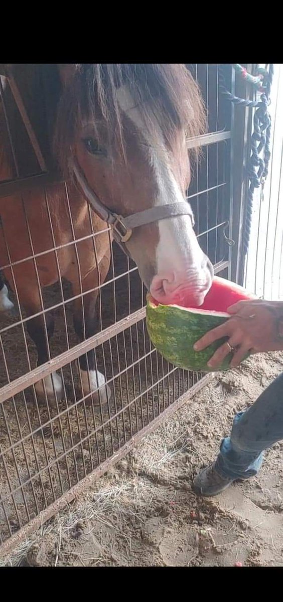 ProTurfSolFL's tweet image. Meet Meatball!

Meatball is a Bud Light - half Clydesdale, half Haflinger.

Meatball wasn&apos;t rescued from a dangerous situation, he is my sister&apos;s pony. But he is just so stinking adorable, I thought everyone should get to see him.

Meatball is an absolute fatty and he only gets 2…