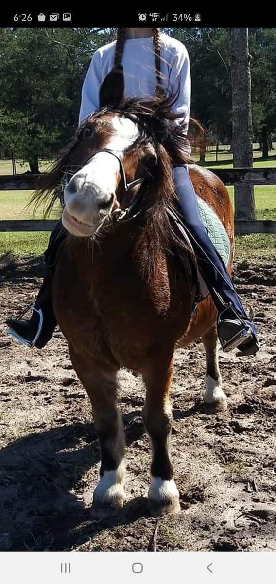 ProTurfSolFL's tweet image. Meet Meatball!

Meatball is a Bud Light - half Clydesdale, half Haflinger.

Meatball wasn&apos;t rescued from a dangerous situation, he is my sister&apos;s pony. But he is just so stinking adorable, I thought everyone should get to see him.

Meatball is an absolute fatty and he only gets 2…