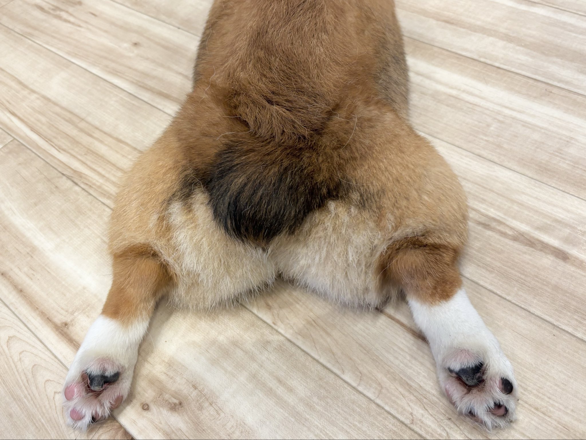 あやたんページ 💎あやたん (@ayatan_vo) / X