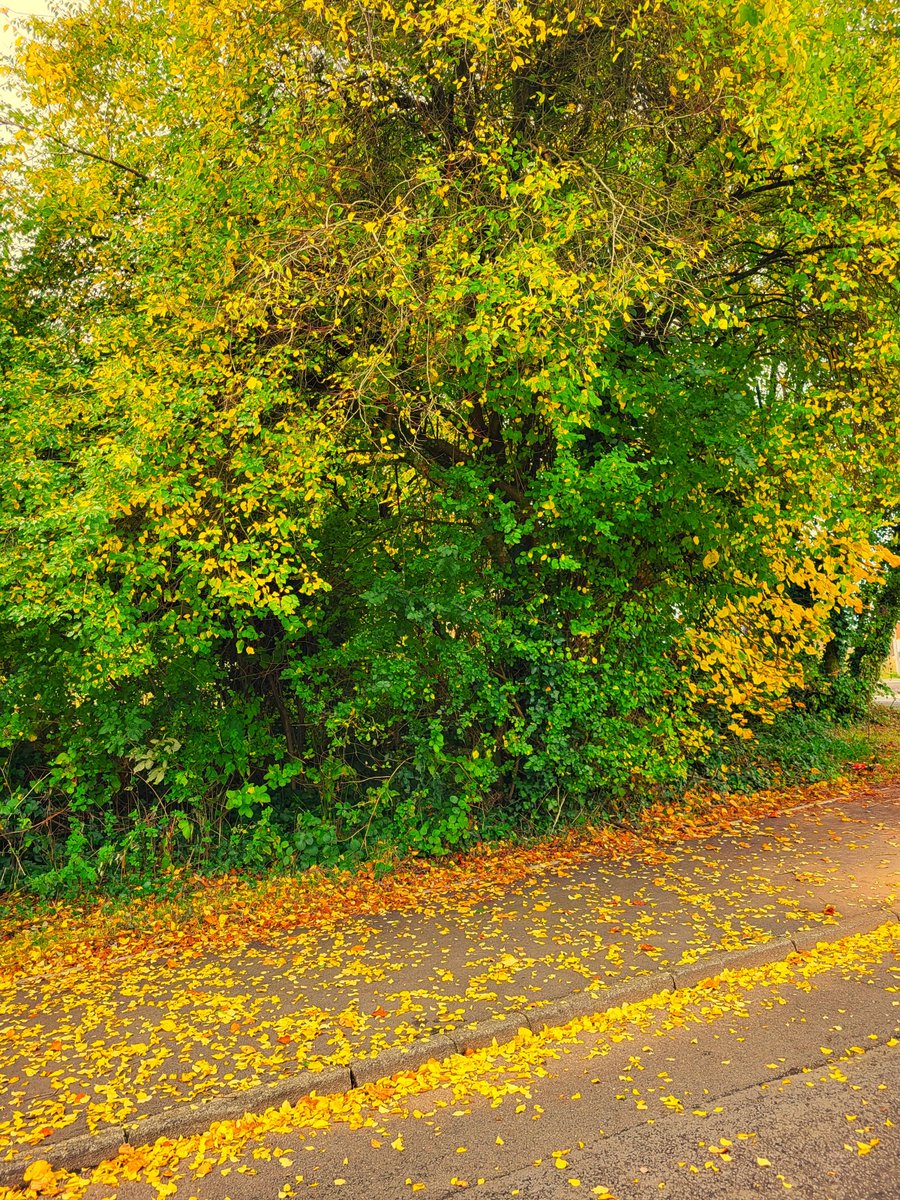 #autumn #fungi #bracken
