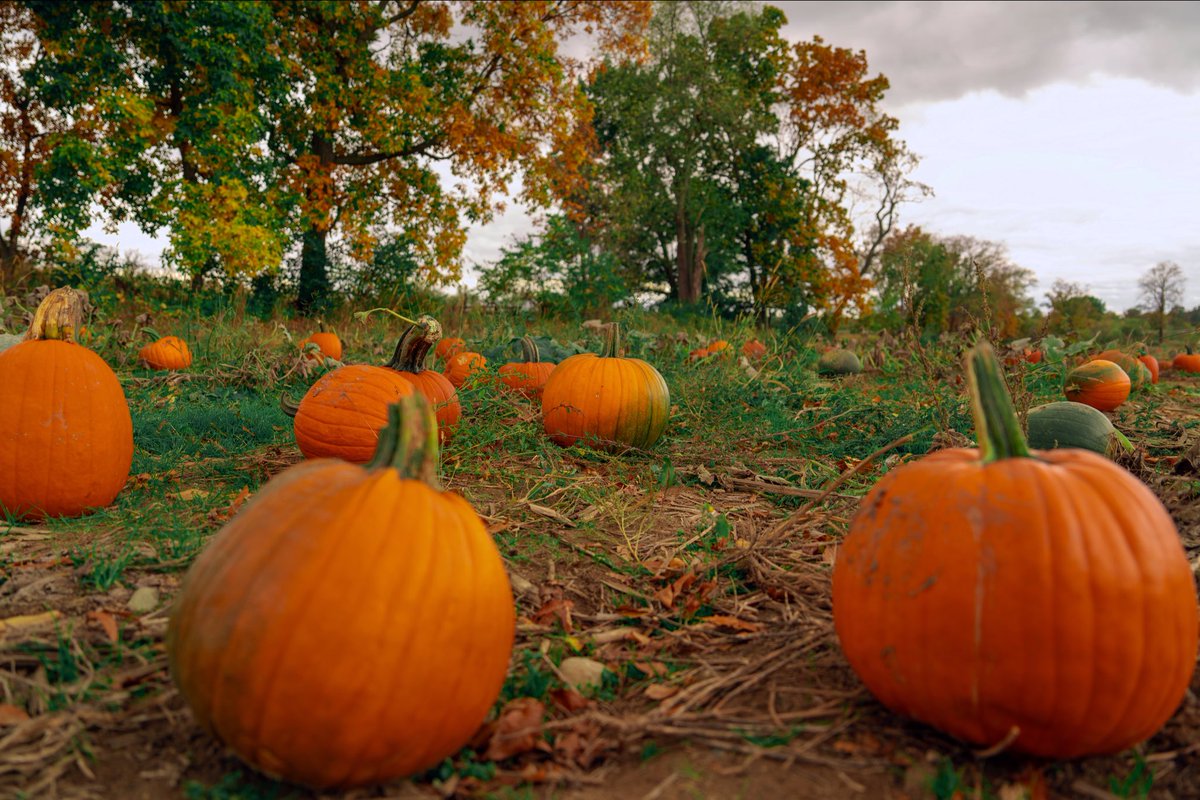 JesseCanady27's tweet image. 