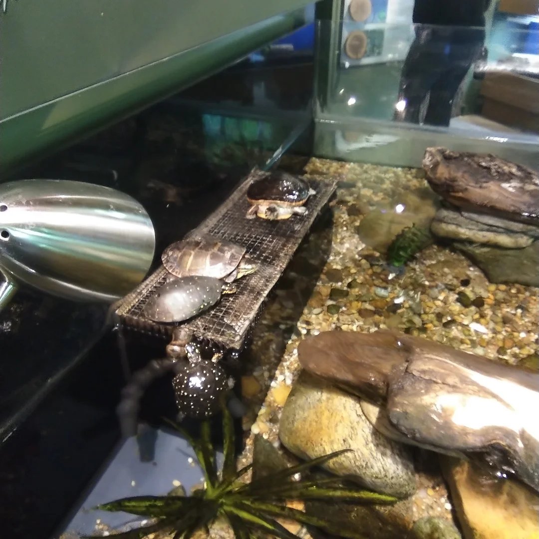 LemonLimeShane's tweet photo. #animal #reptile #reptilian #turtle https://t.co/Z73C4J8K7S