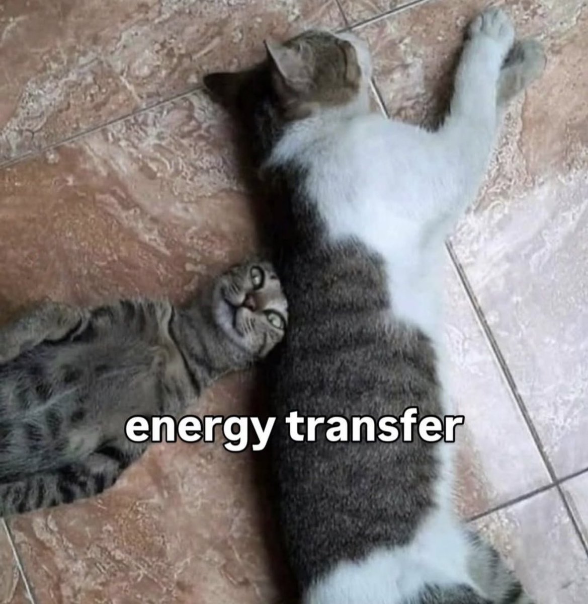 gatinarios's tweet image. 