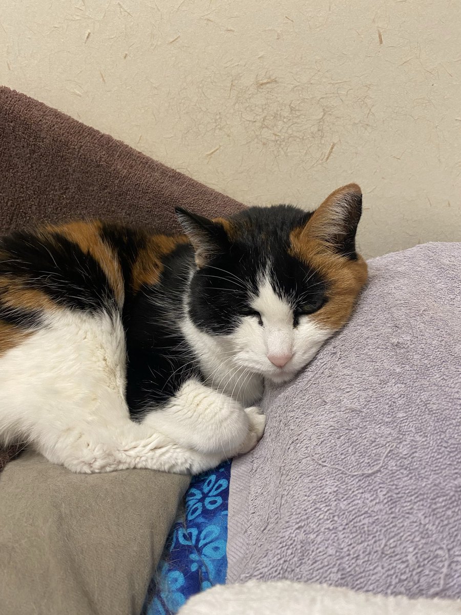 訳あって、ストリートオルガンの台車を造ってます。これで5台目。
上に乗るオルガンに合わせて毎回サイズ等調整が必要なです。
猫は手伝ってくれません。