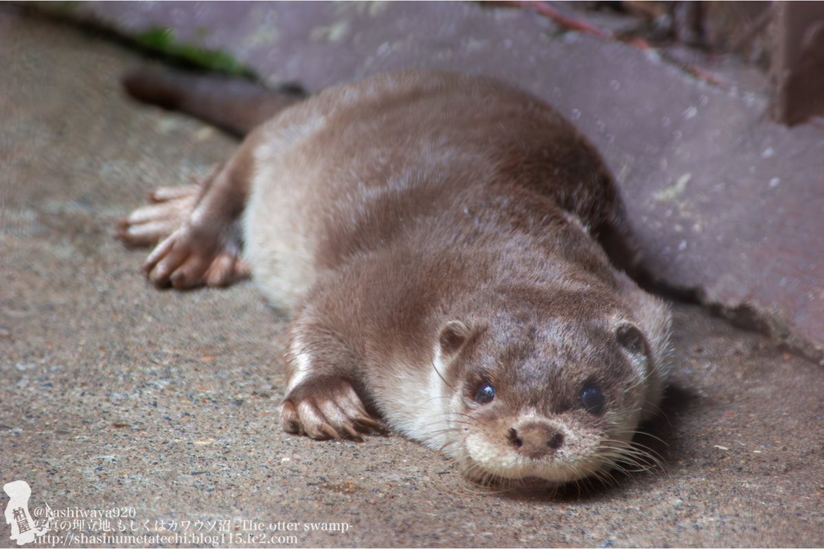 アンティーク　ピューター　動物　3体　猫　カワウソ　象 かわうそ（H93） | iichi 日々の暮らしを心地よくする