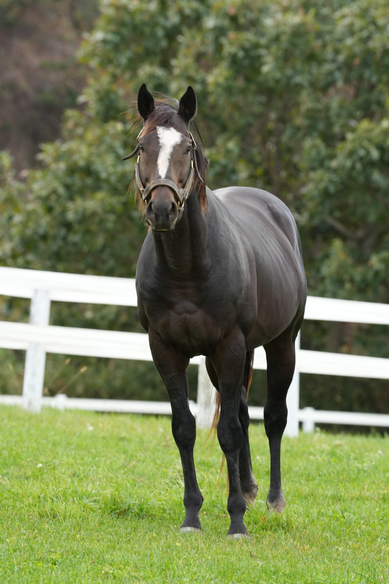 牧場ウマウマ 浦河渡辺牧場 on X: 