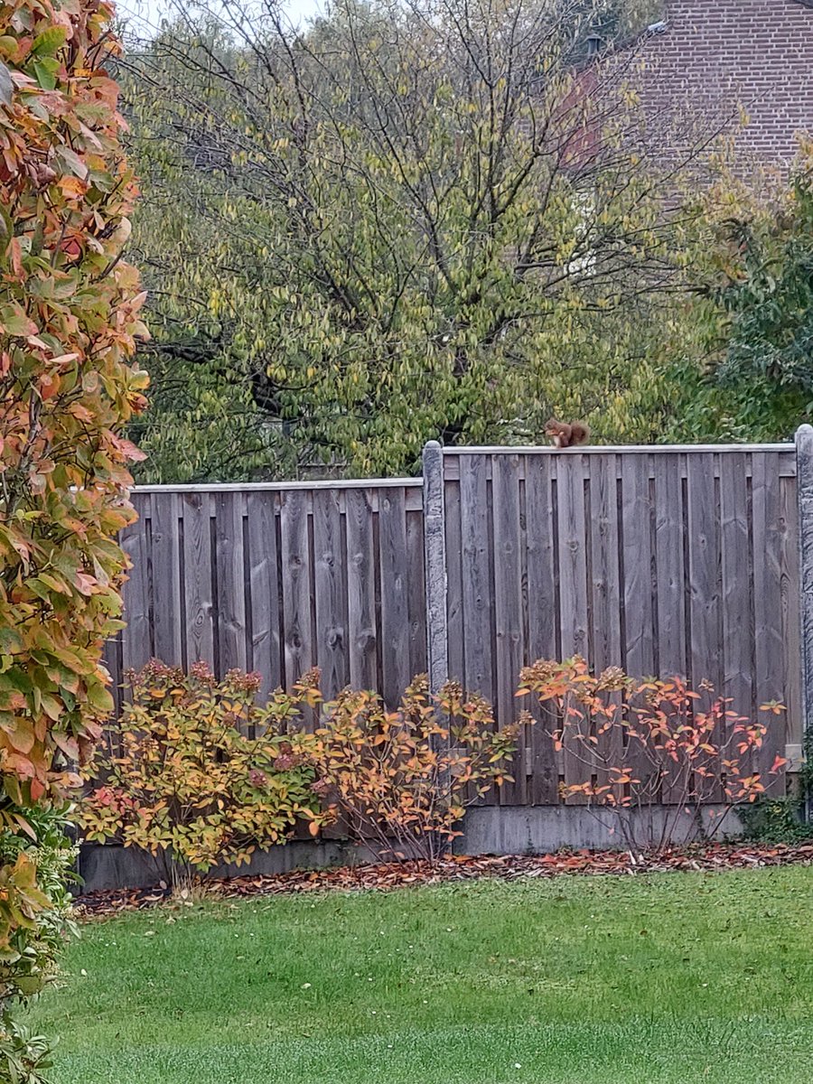 mathildeontwit's tweet image. Goedemorgen en een fijne zondag voor iedereen. 
Zoekplaatjes, vlaamse gaai en eekhoorntje, vaste bezoekers in de tuin evenals de groene specht maar die vloog er weer vandoor 😃🍂🍁☀️
