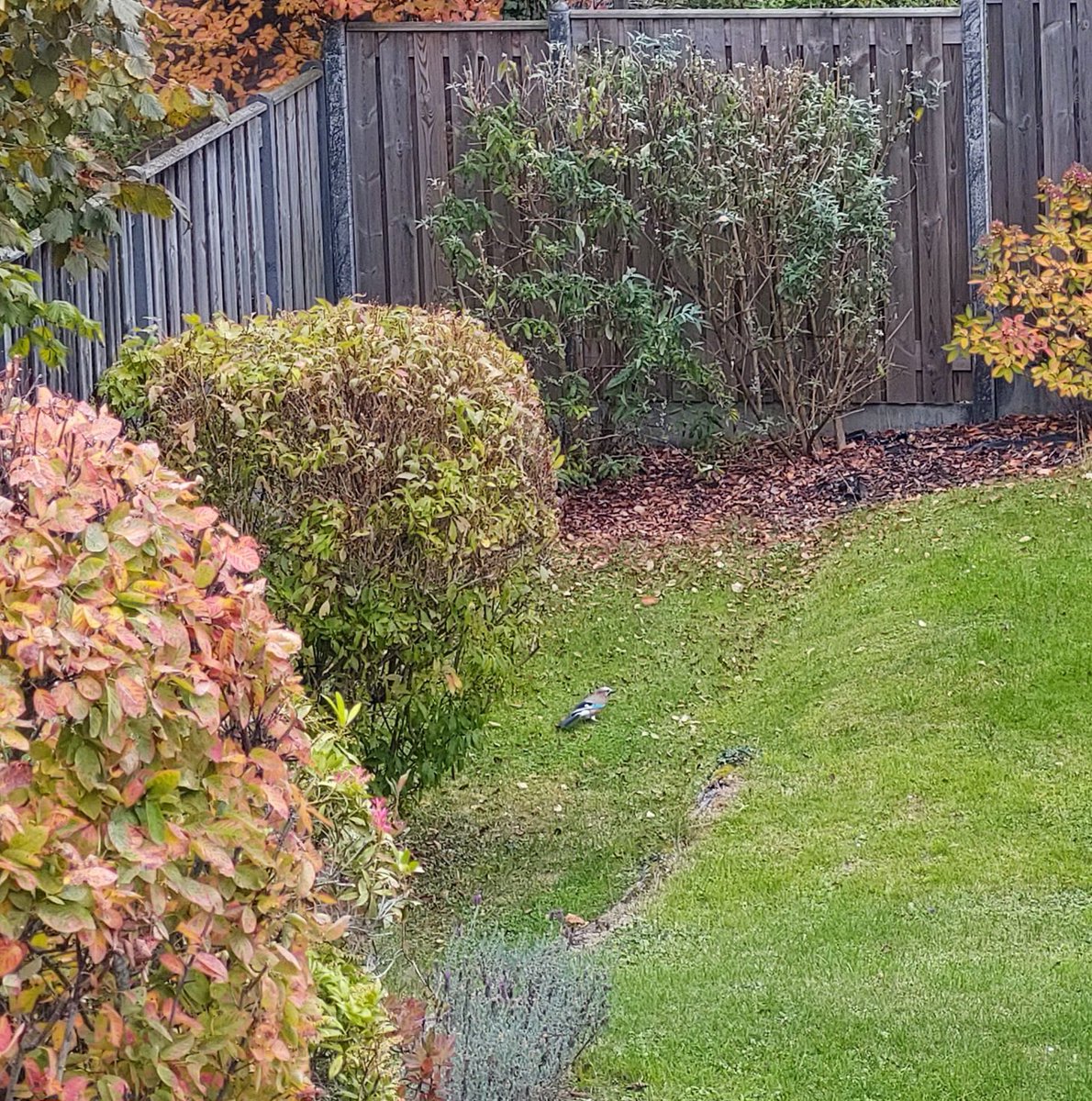 mathildeontwit's tweet image. Goedemorgen en een fijne zondag voor iedereen. 
Zoekplaatjes, vlaamse gaai en eekhoorntje, vaste bezoekers in de tuin evenals de groene specht maar die vloog er weer vandoor 😃🍂🍁☀️