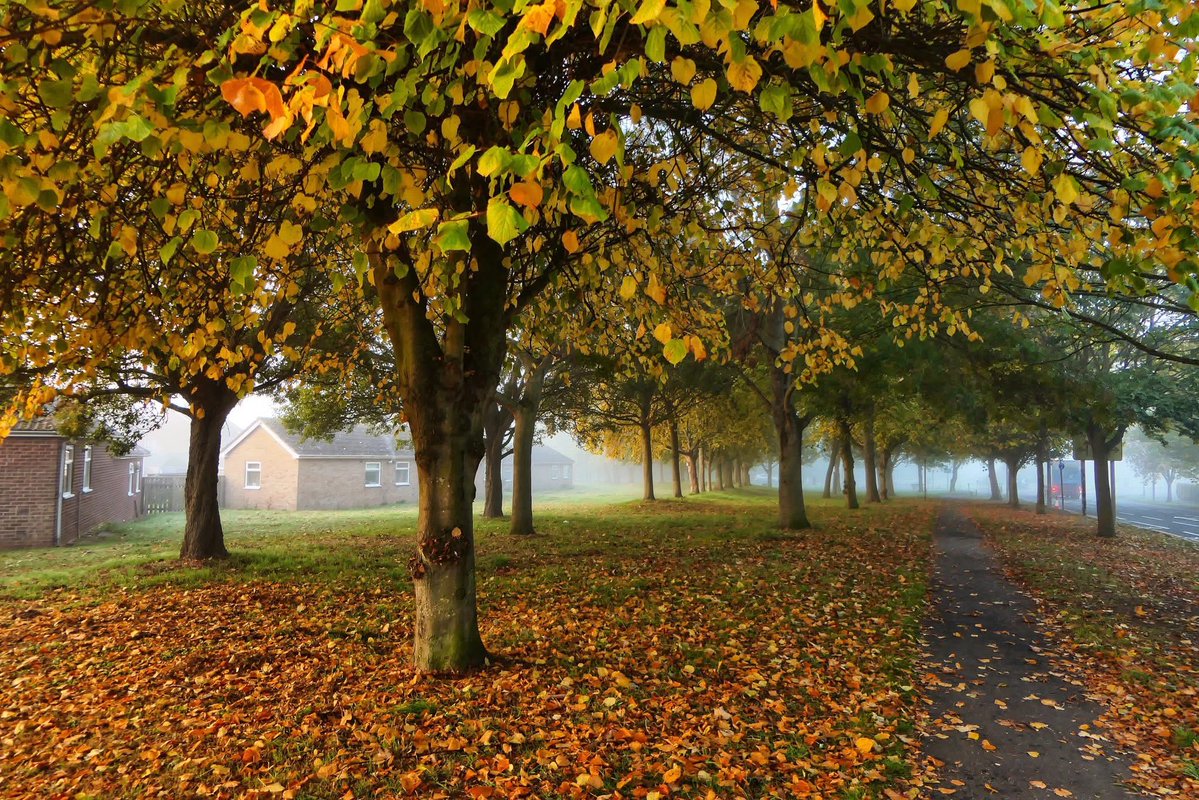 juliebry2020's tweet image. Beautiful crisp Autumn morning … holiday looming so ramped up the steps 😳
#Sunday
#Autumn