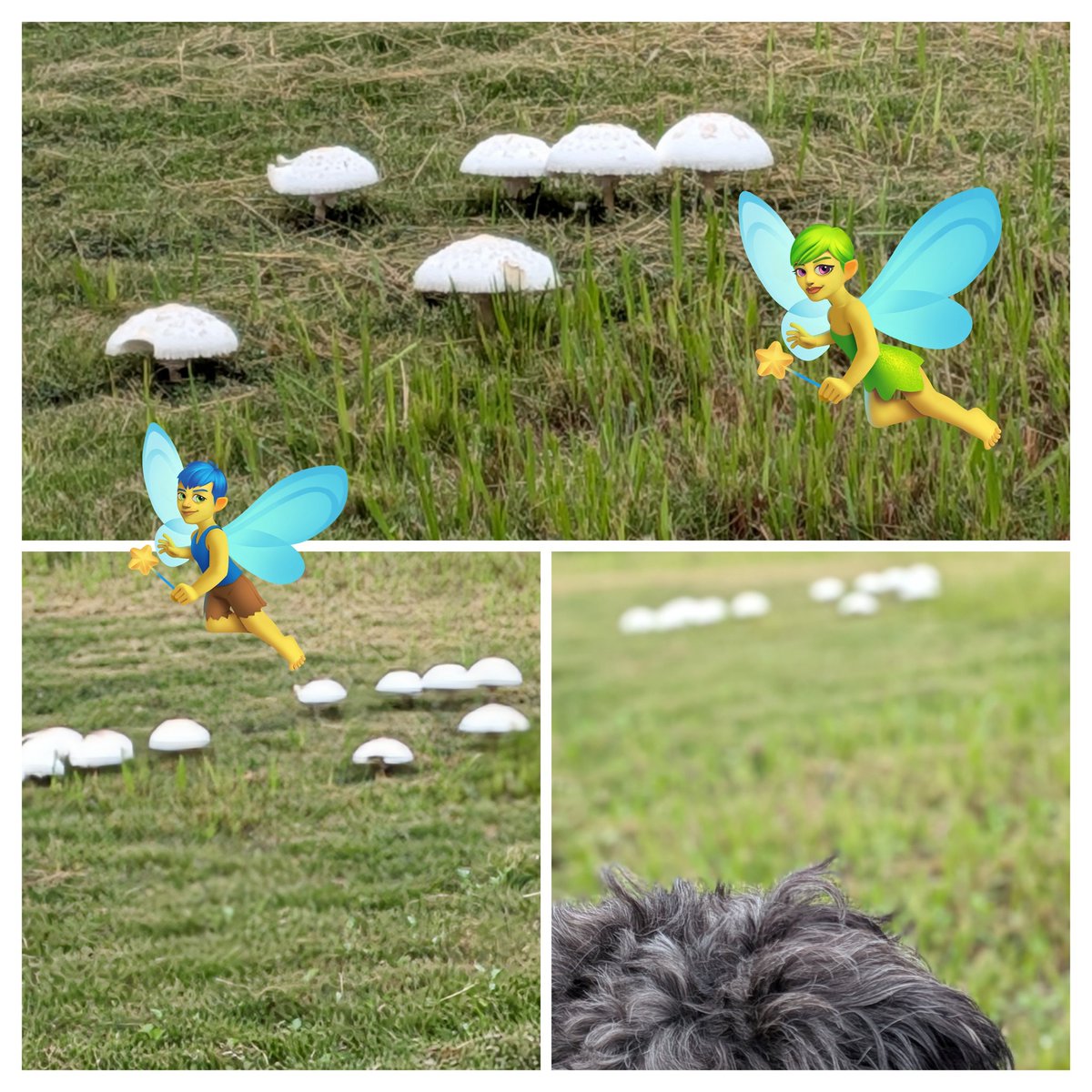 もしかしてもしかして！！
チェンジリング🍄じゃないのぉ？！
ダンジョン飯で　みたよ！😳
あそこにいったら
ボクちゃん🐶トールマンに…なっちゃう？？？🤔🧚‍♀️🍄🪄