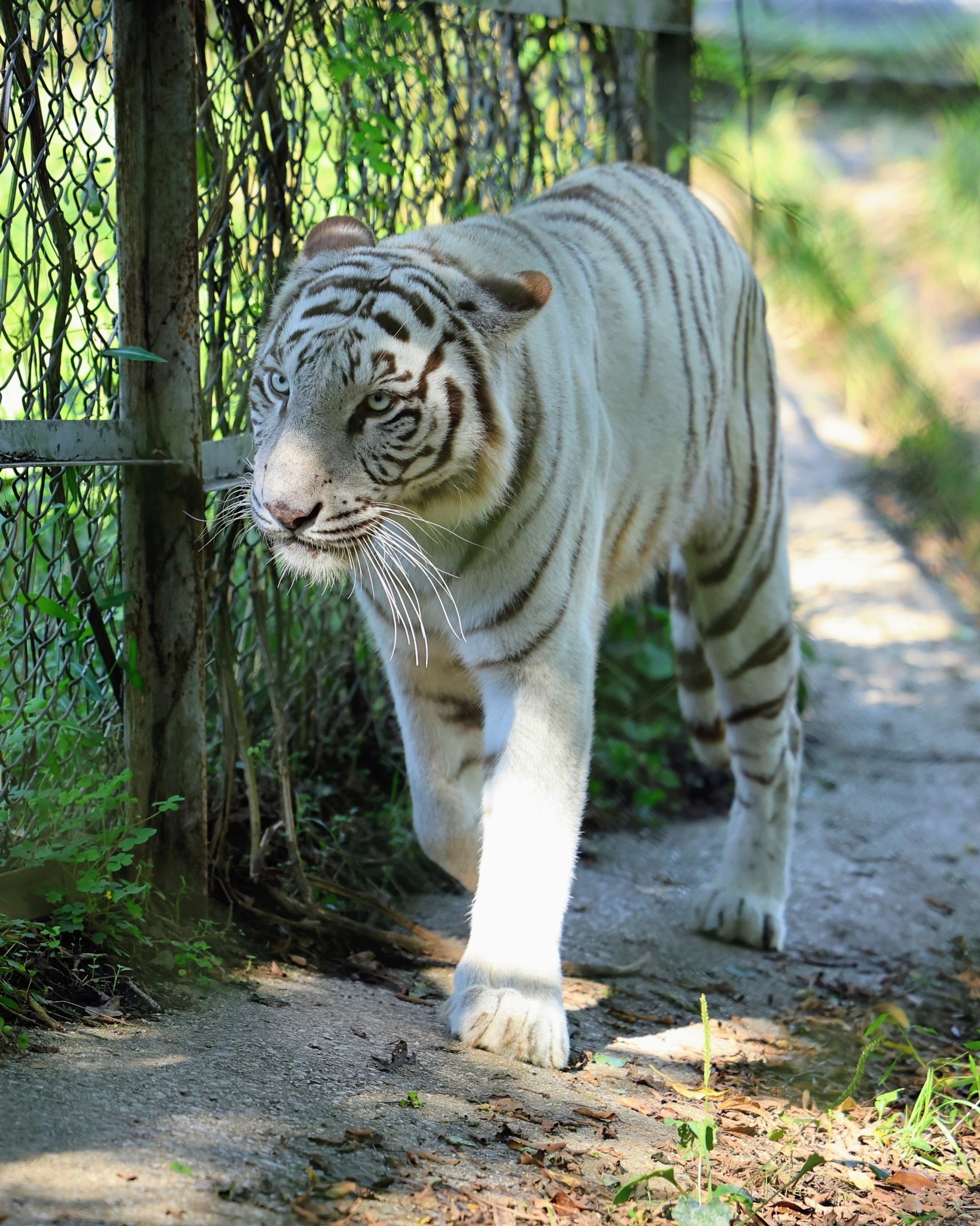 【らんろく】蛇・午・虎のセット らんろく】蛇・午・虎のセット らんろく】蛇・午・虎のセット