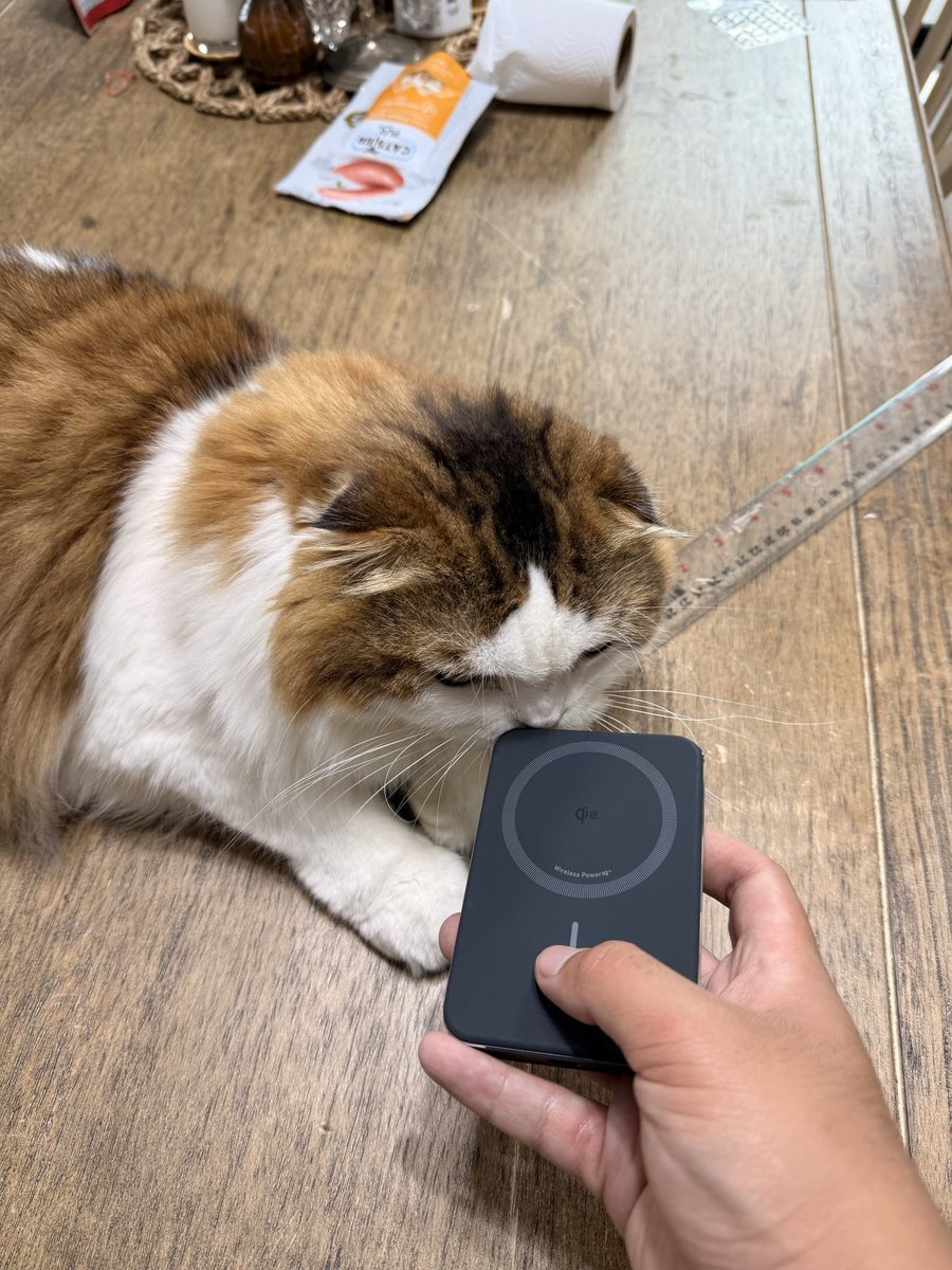 filmkitty_'s tweet image. I have a thing i do where I let my cat sniff every new thing i buy. Heres him Inspecting an Anker powerbank
