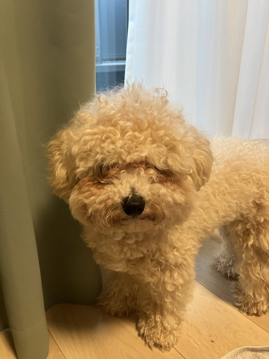 み、見えてる？
可愛いおメメが見えないよ😭
#ビションプー　#トリミング前
#たぬきじゃないですけど