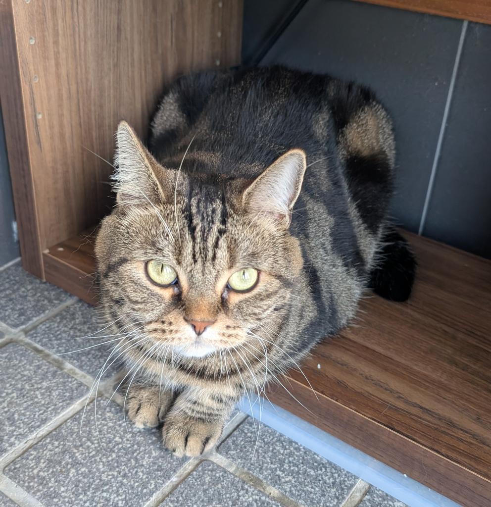 kochangokigen's tweet image. 今日もたくさんの方にお越しいただき、ふぅもたくさん遊んでもらって満足のようです。
有難うございました。
明日は、早めにOPEN予定です
#ねこと遊べる場所
#湯梨浜町
#ゲストハウス