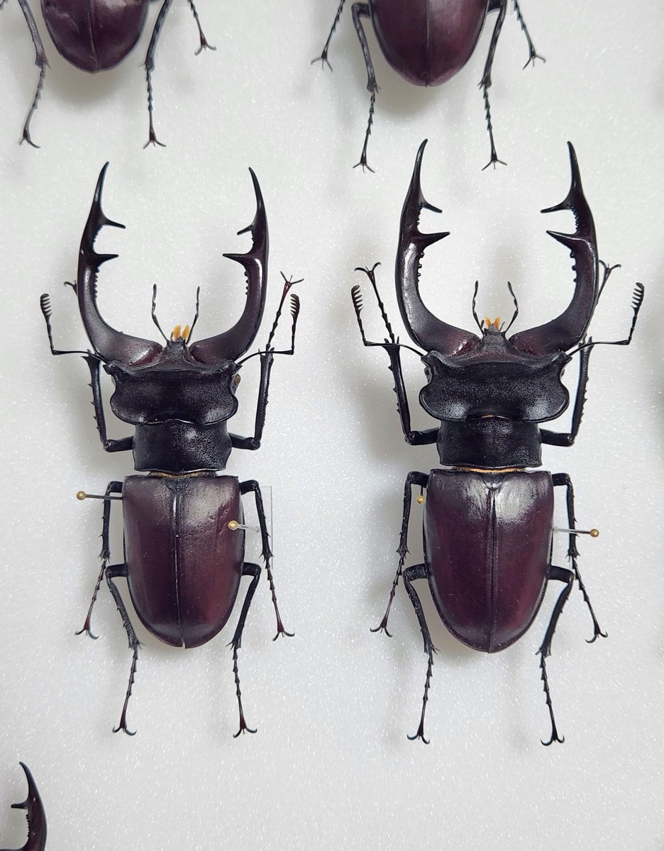 Ha(Azazel) tweet media