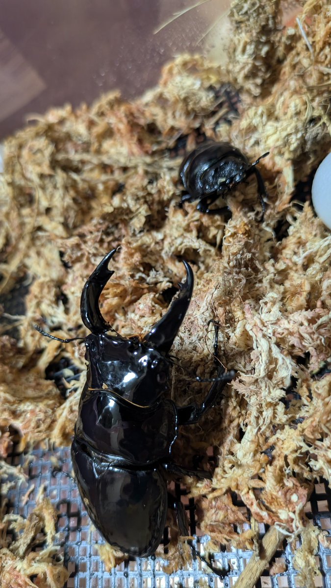 かなり立派なレギさん入手できたので久々に
仲良くお願いです🙏

さて、放置プレーしてた宝のゴミ整理して送る用意せねば😣