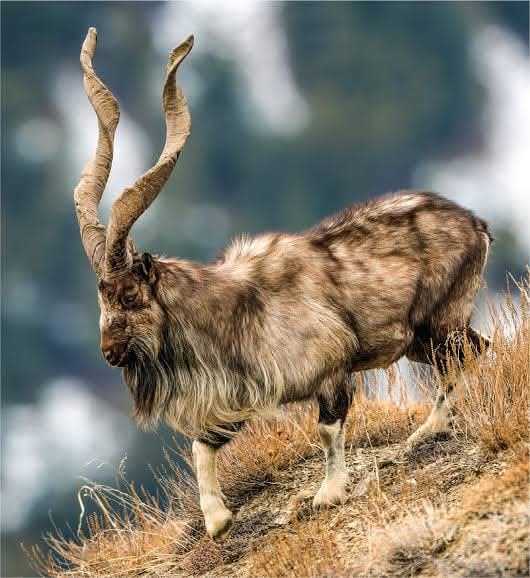 _Hmz8's tweet image. Markhor....❤
#AfghanistanSheltersKhwarij