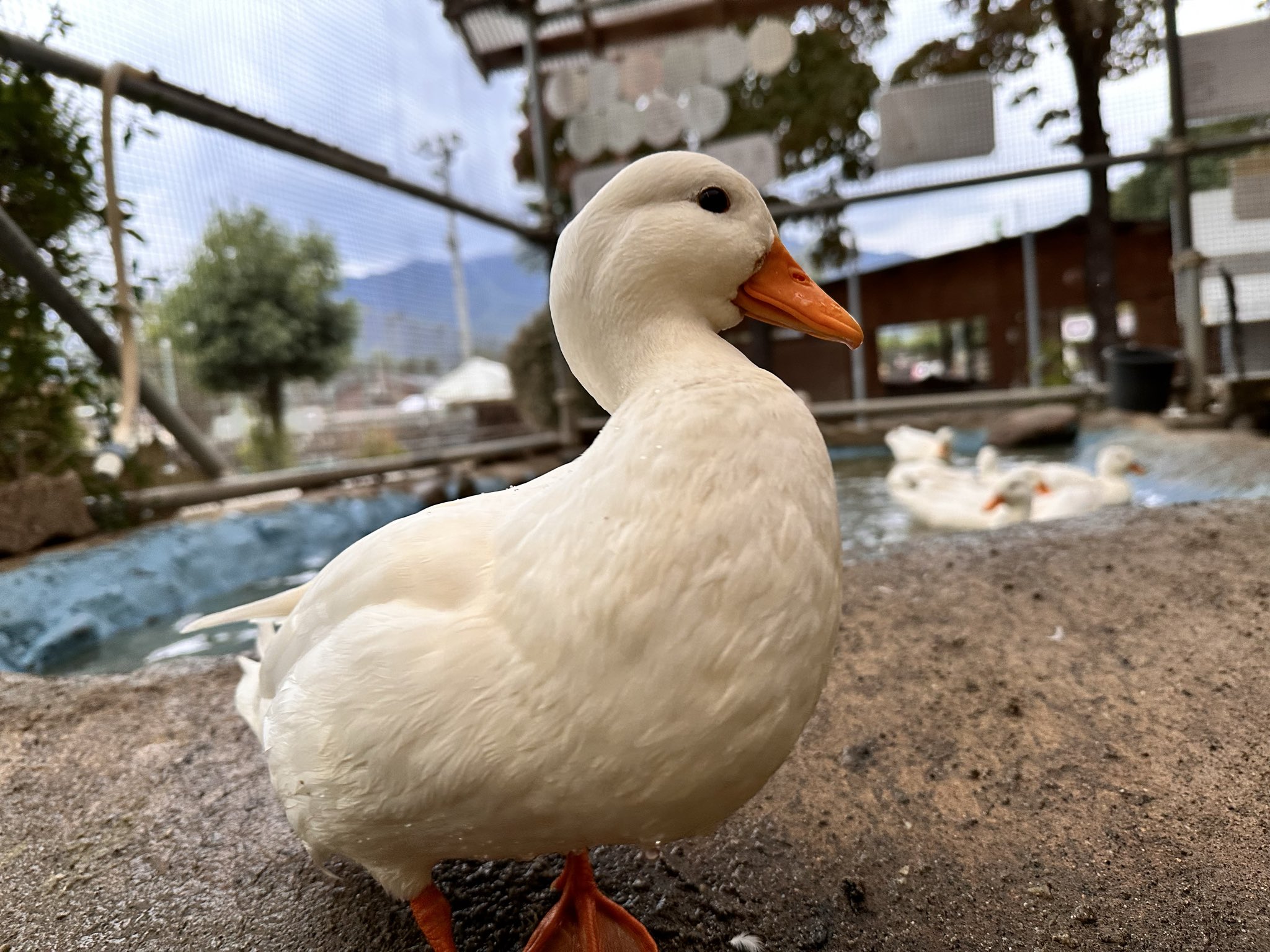 須坂市動物園【公式】 on X: 