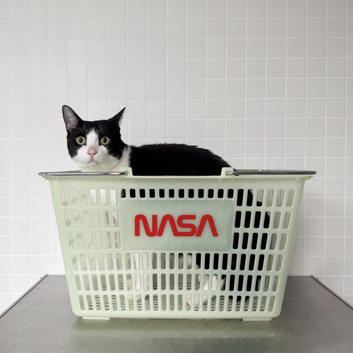 toytoytoy_jp's tweet image. NASAの買い物カゴが届きました。
一般的なスーパーマーケットのカゴのサイズなので、マイバスケットとして使えます。
しかも蓄光素材。

そろそろ陽が落ちるのが早くなってきたので、夕方くらいからはこれを使って買い物をして外に出ると光ります。…