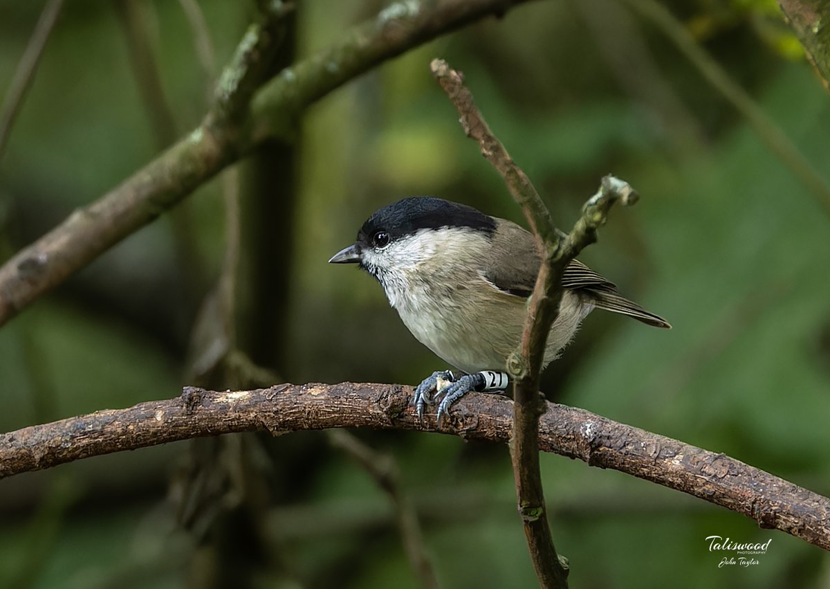 📢 Visitor Notice - Sculthorpe Moor: Tree maintenance on Mon, Oct 20 &amp; Nov 3. Paths closed, but alternative routes available. 🌳 Thanks for your understanding! 📸 Photos by John Taylor