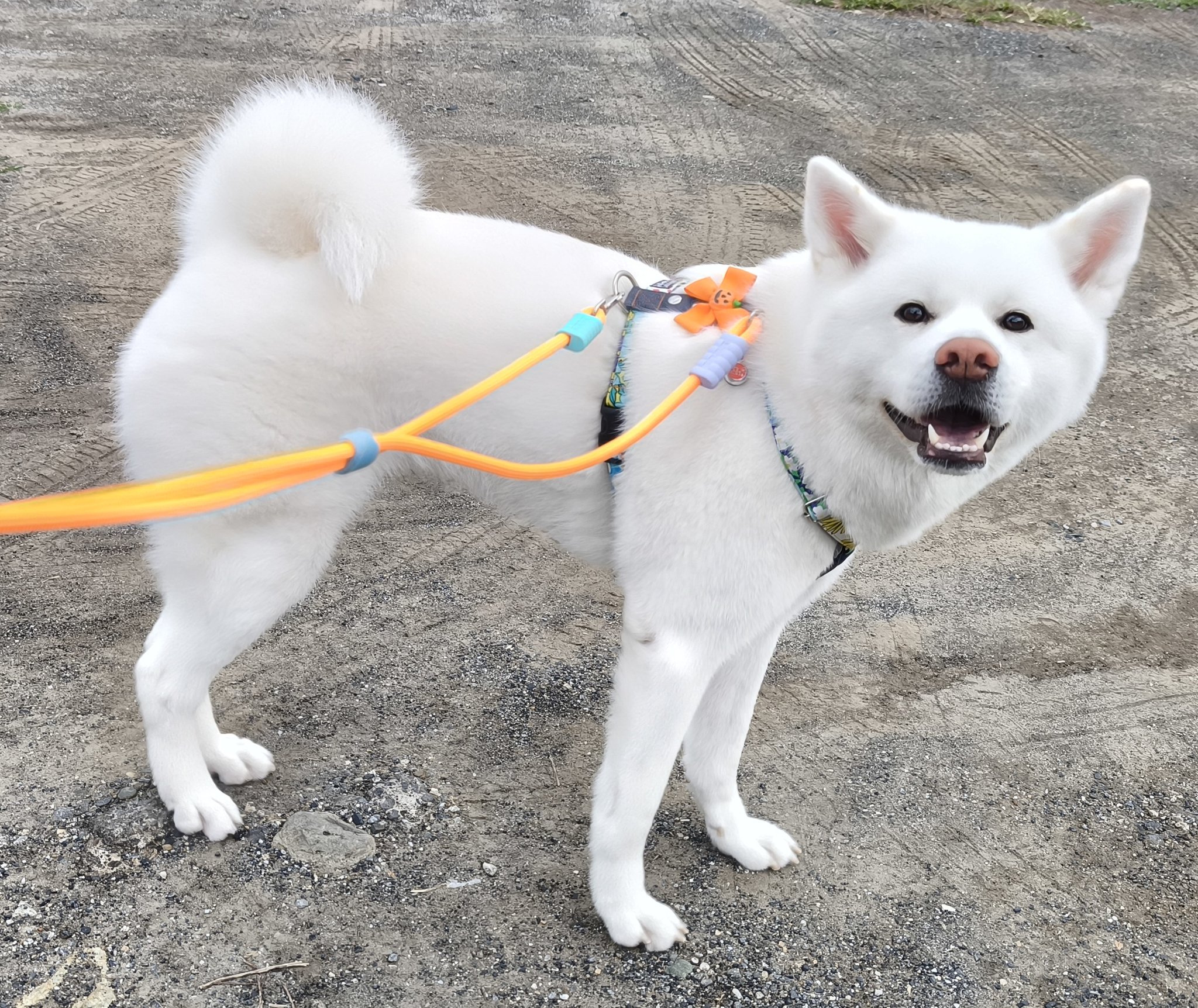 こま犬クエスト　msx2 こま犬クエスト msx2 こま犬クエスト msx2 Knightmare - ZX