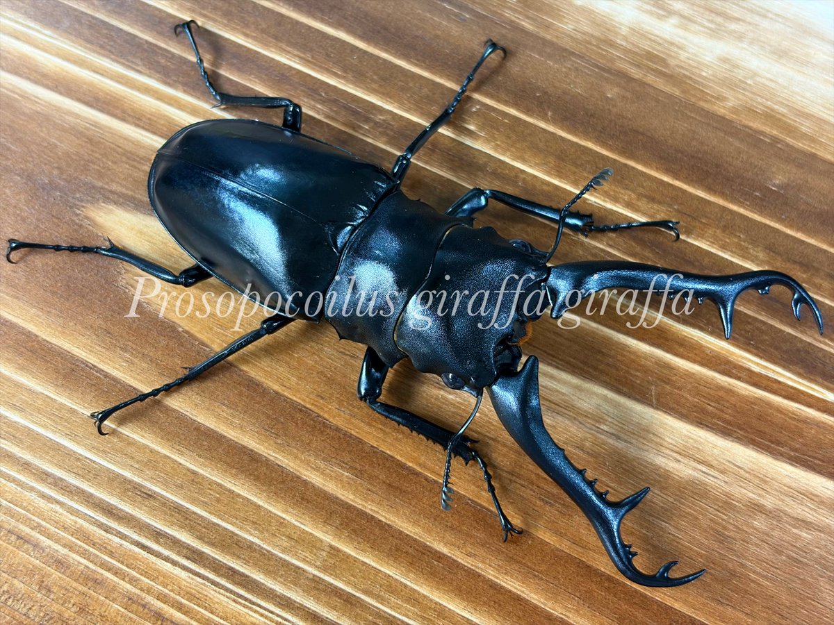 ギラファノコギリクワガタ原名亜種 2年前に当店に入荷したタイ産野外品