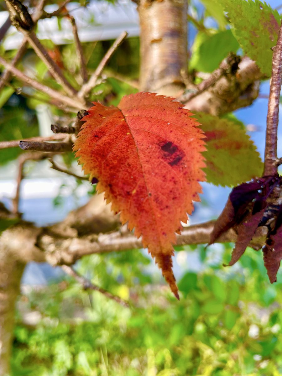 Stifyn1's tweet photo. Sign of the times #hydref #signofthetimes #garden #naturephotography #autumn #sunday #weekend #october https://t.co/w6vC8KBQP9