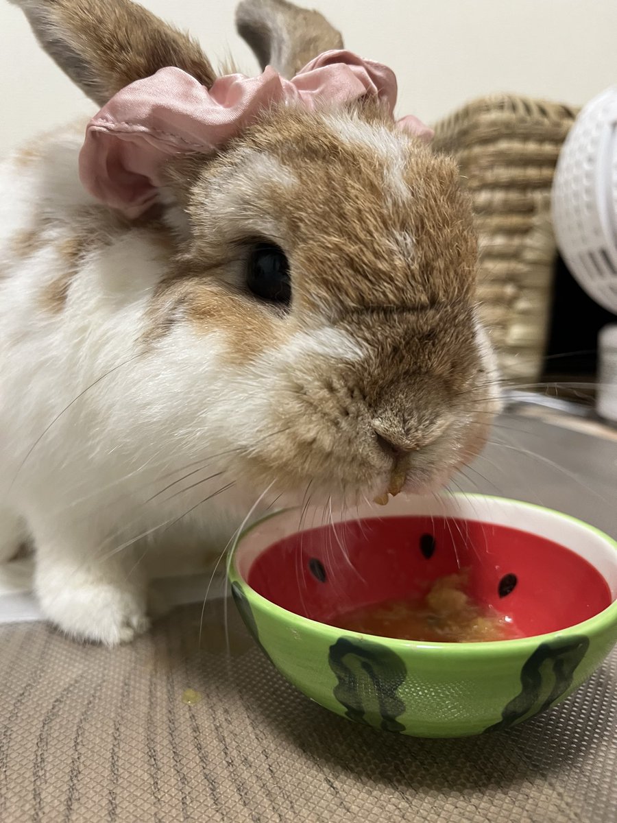 Miano06's tweet image. レオのお薬飲むスタイル

 #rabbit
 #うさぎ
 #ホーランドロップ
 #うさぎのいる暮らし