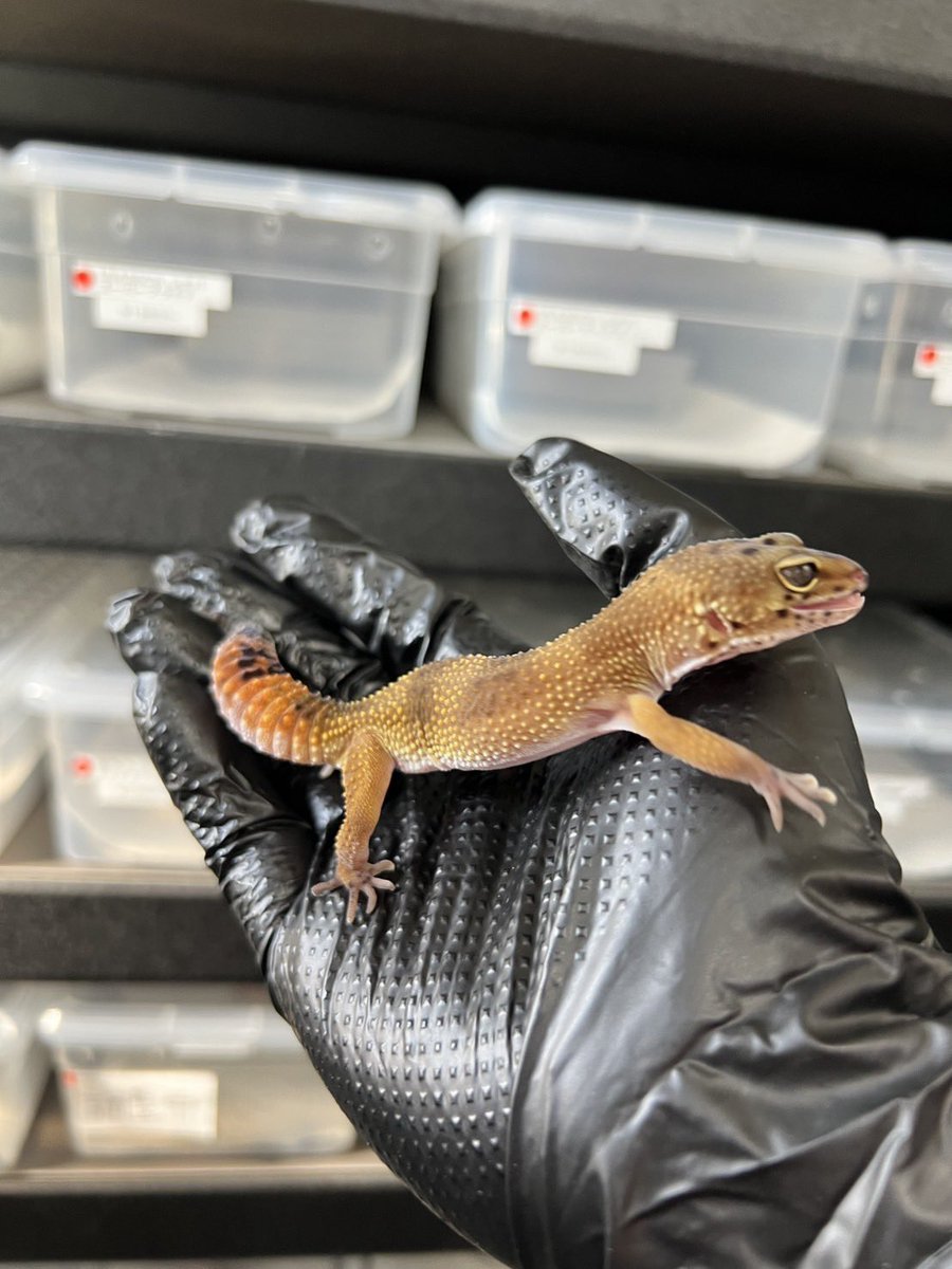 reptiles58_2022's tweet image. 入荷情報📢
#ヒョウモントカゲモドキ
メラニスティック♀2024年日本CB
お手頃なメラニスティック入荷しました！
#広島
#爬虫類
#ファイブエイト