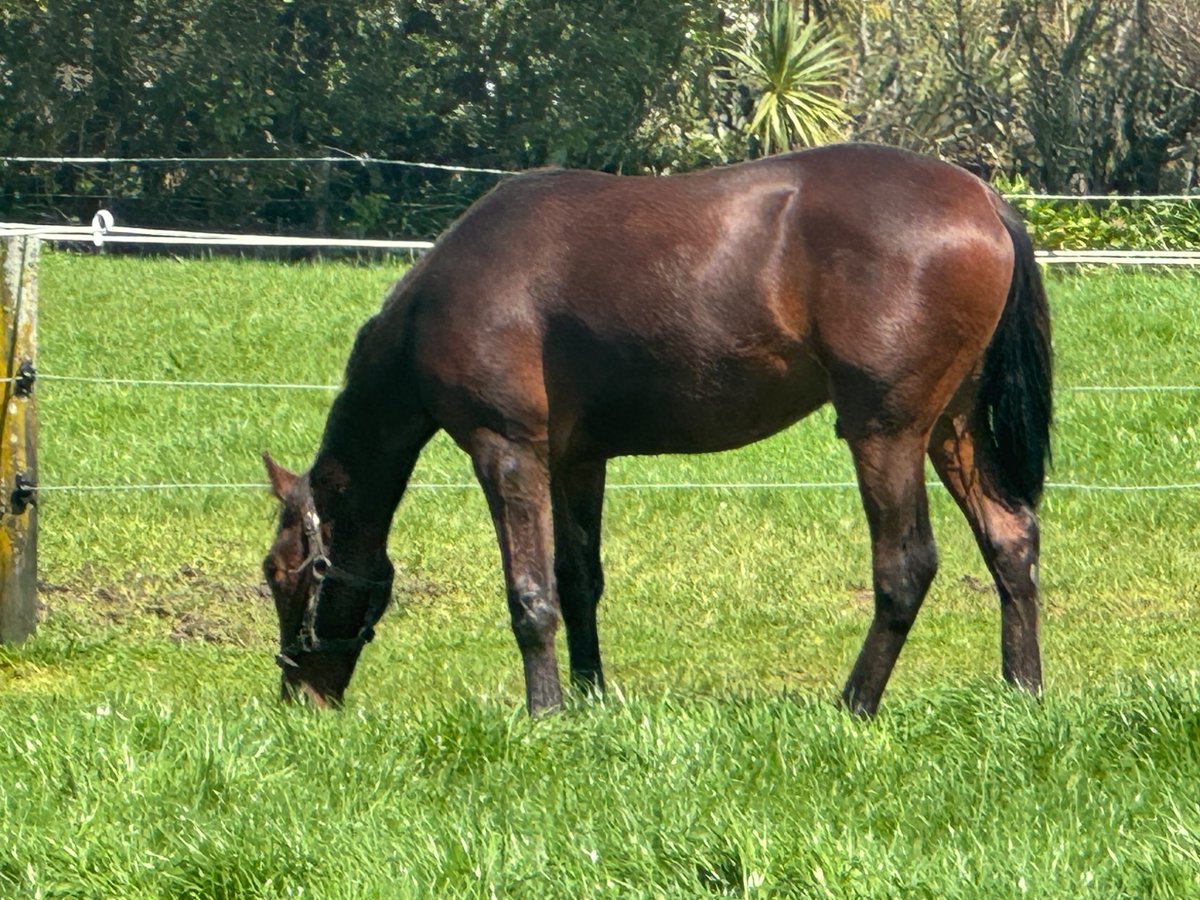 Ultimate Breeding tweet media