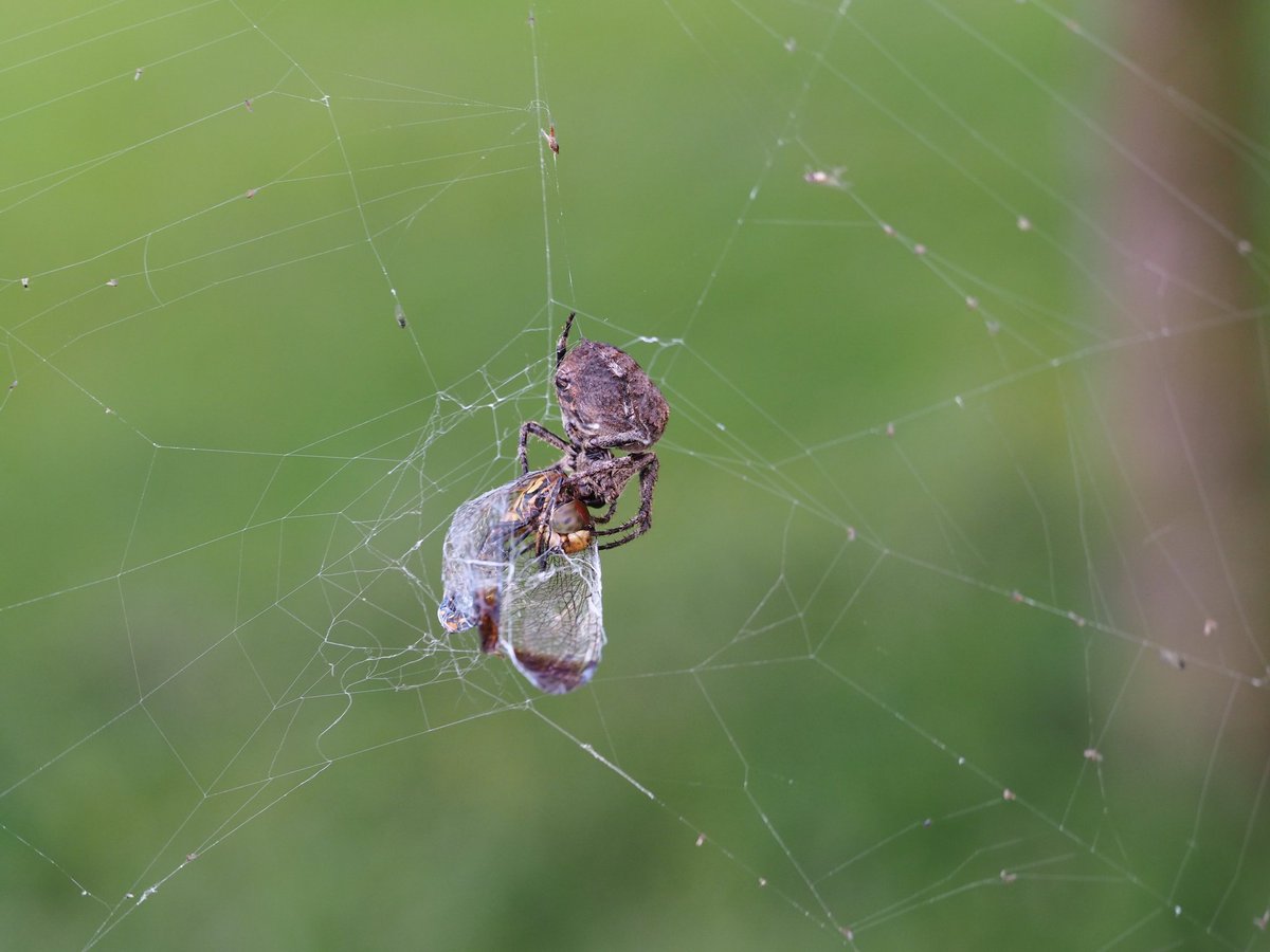 虫の世界の厳しさ