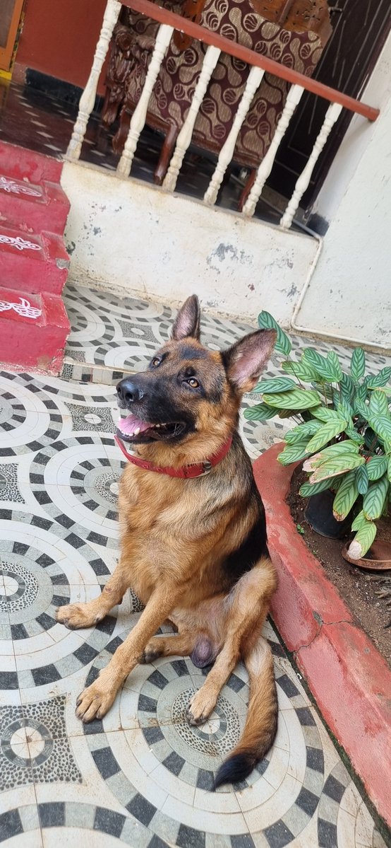 Sasankapk_sayz's tweet image. 2 year old German shepherd male seems to be lost..currently taking shelter in our neighborhood..pls reach out to me if you know this dog or owners
Location: Guntur, Pattabhipuram area
Rt for good karma 🙏🙏
#MissingPets #Guntur #MissingDog