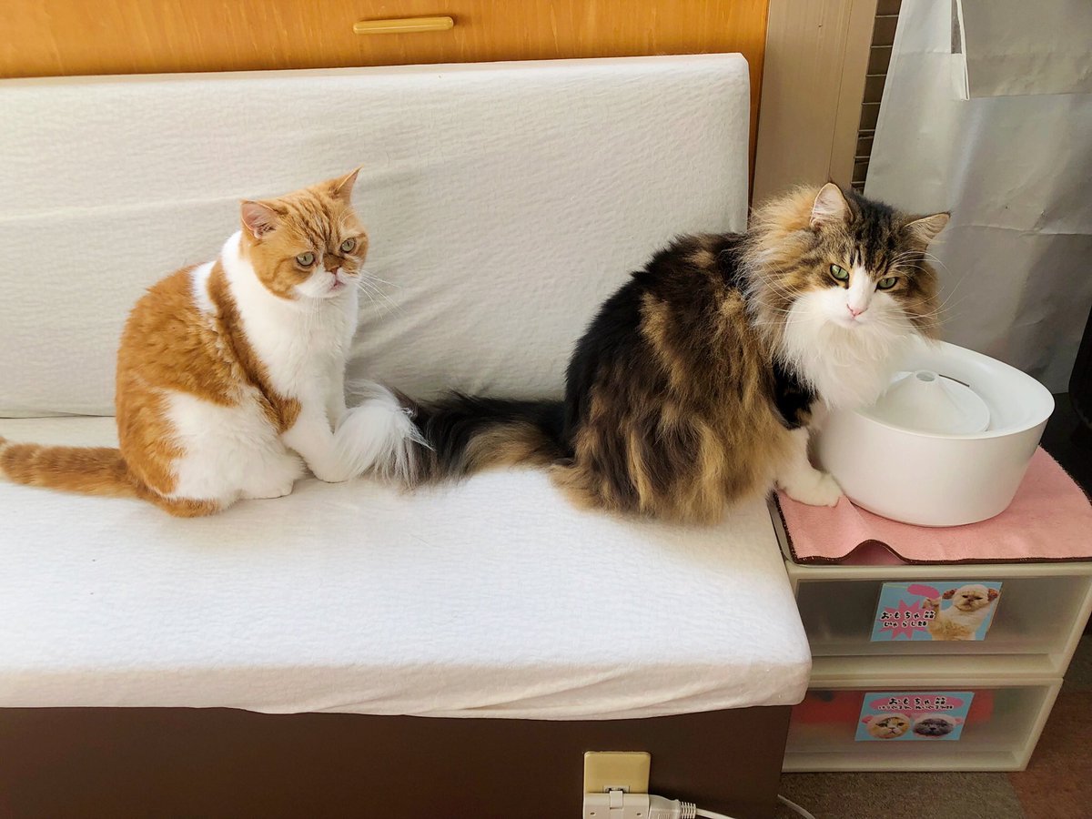 catcafenyankoto's tweet image. お水の順番待ちをする太郎🍞
#にゃんこと #猫カフェ #猫