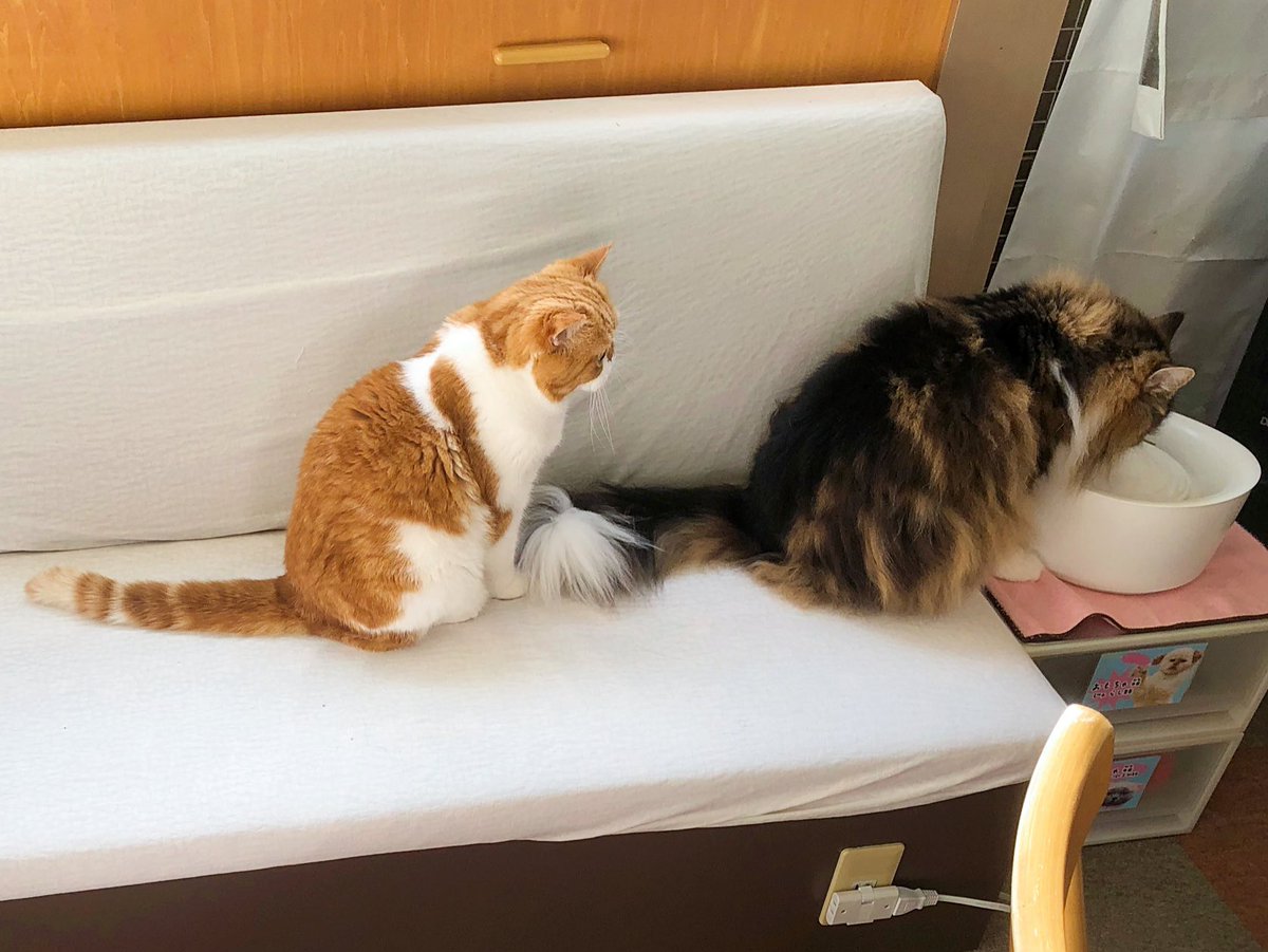 catcafenyankoto's tweet image. お水の順番待ちをする太郎🍞
#にゃんこと #猫カフェ #猫