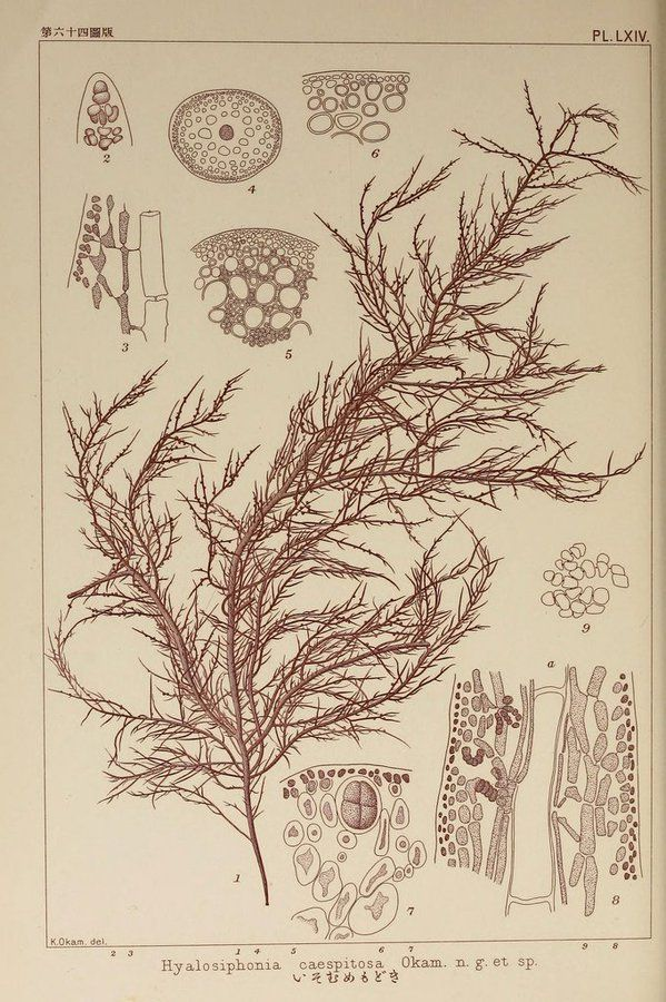 BioDivLibrary's tweet image. It's #WorldAlgaeDay! Japanese algologist Kintaro Okamura (1867-1935) provided taxonomies & descriptions in English & Japanese for his monumental work "Nihon sorui zufu" / "Icones of Japanese Algae" (1907-1942). Find it in #BHLib via
@MBLWHOILibrary:
biodiversitylibrary.org/bibliography/1… 🧪