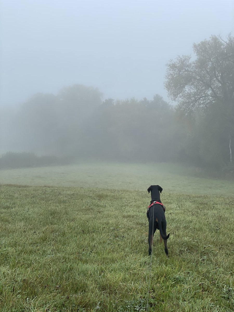 Looks like Mother Nature has already started getting ready for Halloween 🎃 🤣🥰🐾