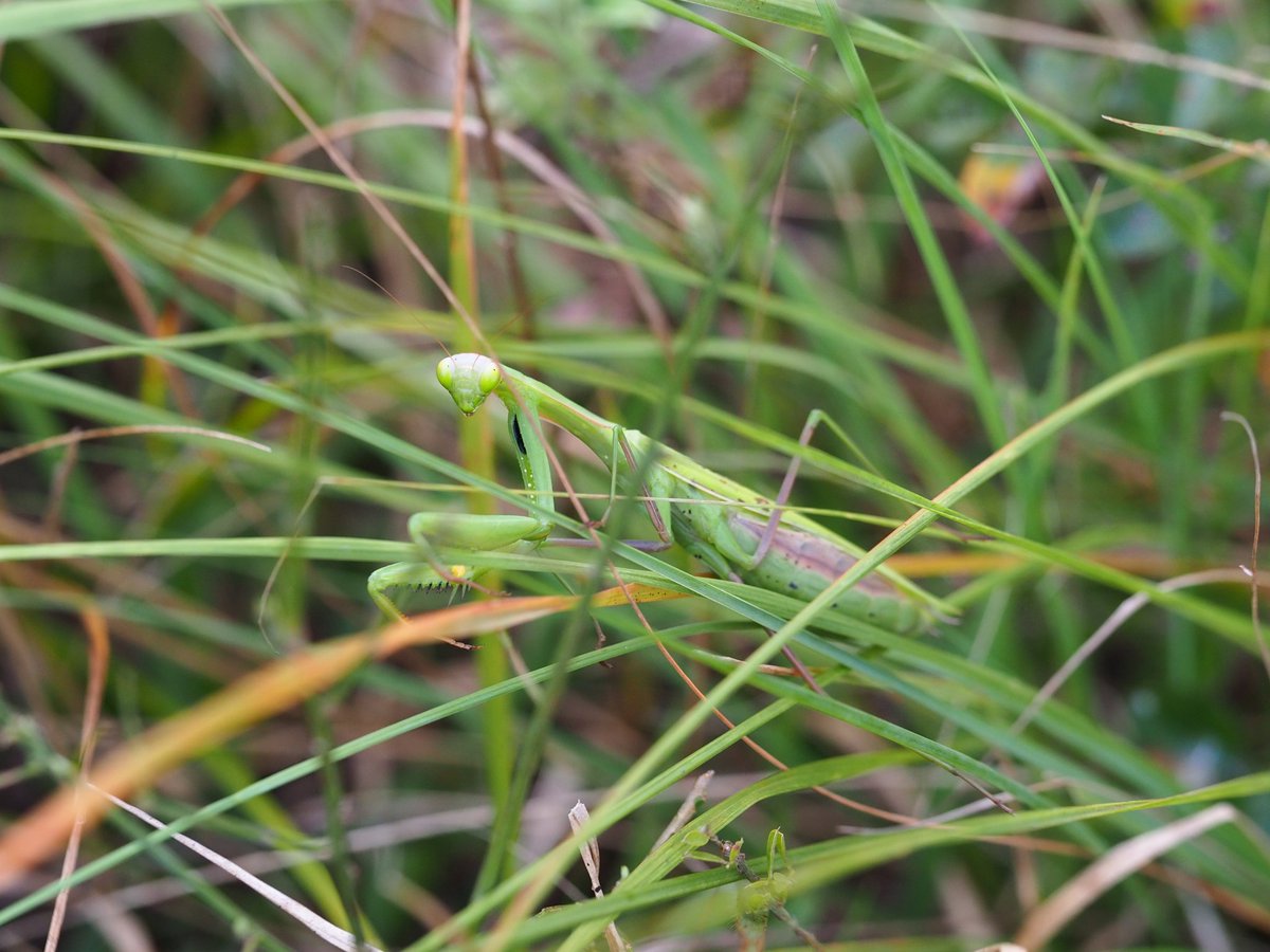自力で見つけ出した思い出深いポイントで今年最後のウスバ探し。来年からはお手軽に来られなくなる可能性があるのでとりあえず自分の中での一区切りとして見ておきたかったのでまだいてくれてよかった。勿論来年も来るつもりだけどね