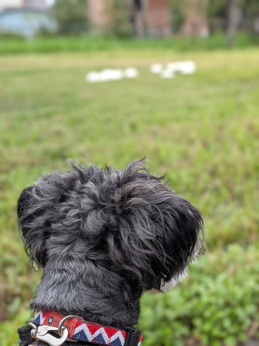 あ　あれは…！😳🍄🧚‍♀️👀🐶