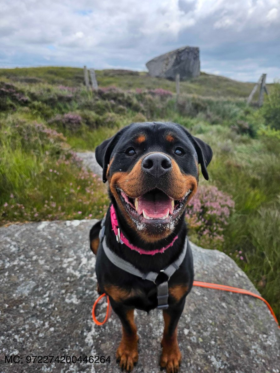 MoCara has a big soft and playful heart ❤️

She’s a happy, bouncy 2 yo Rottie who is used to country life

A beloved pet being rehomed through no fault of her own

MoCara is not a fan of cats, secure garden 🐕🏡
Info:👉 madra.ie/dog-profiles/

#AdoptDontShop #Galway 
1/2