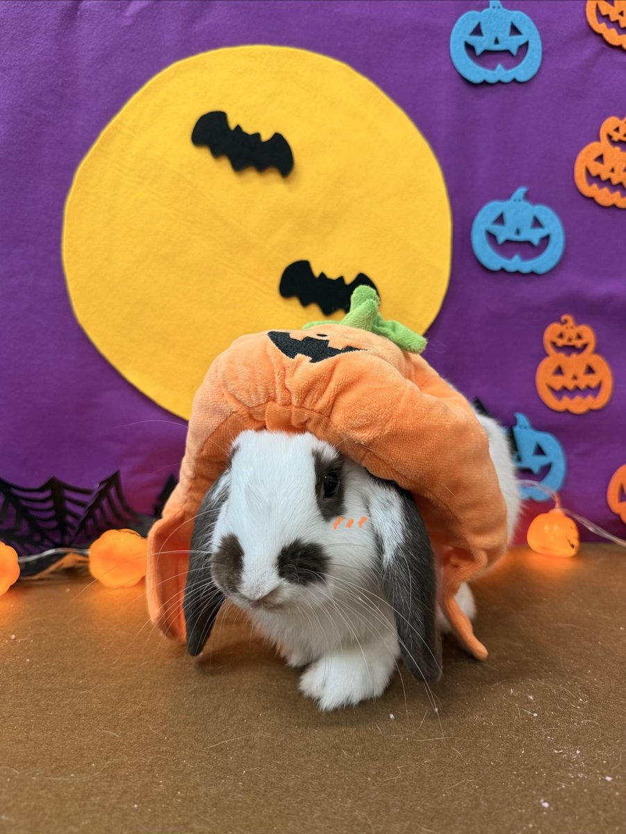animaldaigaku's tweet image. ラテちゃん☕️
ムギちゃん🌾
爪切りありがとうございました🎃
またのご利用お待ちしております👻

 #うさぎ #rabbit #爪切り #アニマル大学