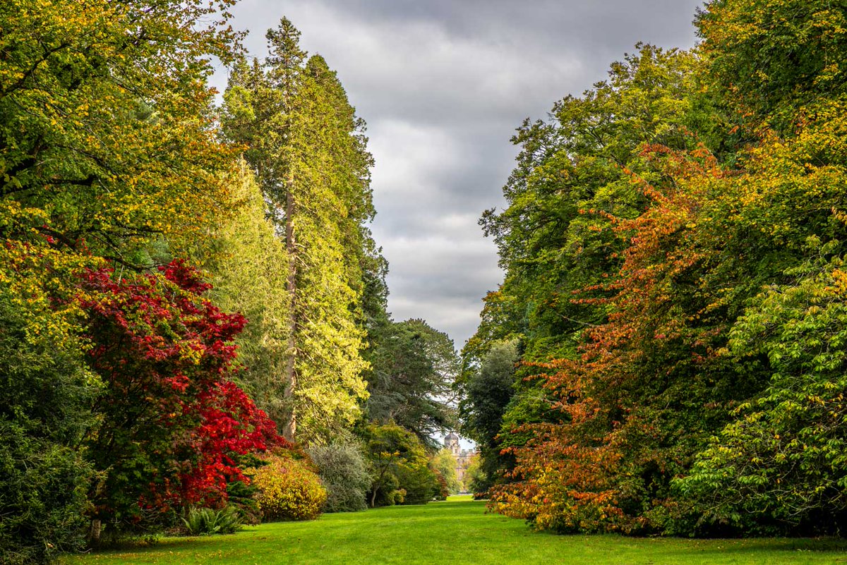 andrewswalks's tweet image. Autumn colours in Westonbirt Arboretum this week