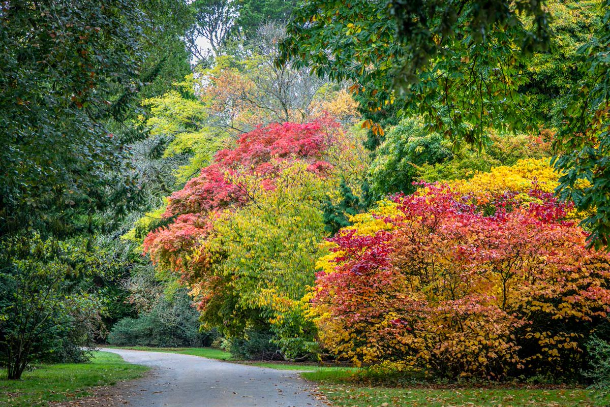 andrewswalks's tweet image. Autumn colours in Westonbirt Arboretum this week